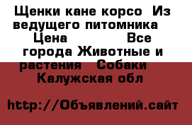 Щенки кане корсо! Из ведущего питомника! › Цена ­ 60 000 - Все города Животные и растения » Собаки   . Калужская обл.